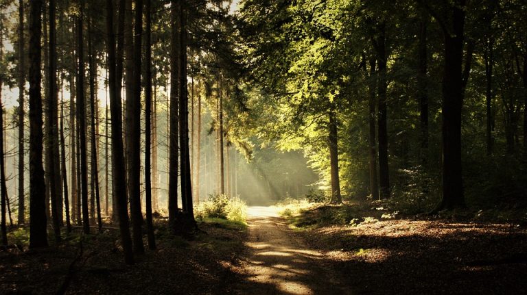 Sunlight filtering through forest trees onto a dirt path.