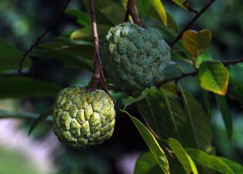 Custard apples growing on a tree branch with green leaves.