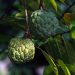 Custard apples growing on a tree branch with green leaves.