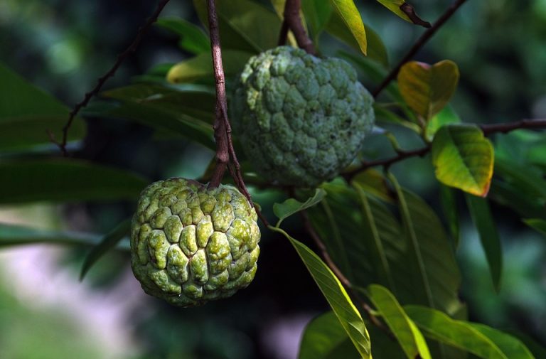 Custard apples growing on a tree branch with green leaves.