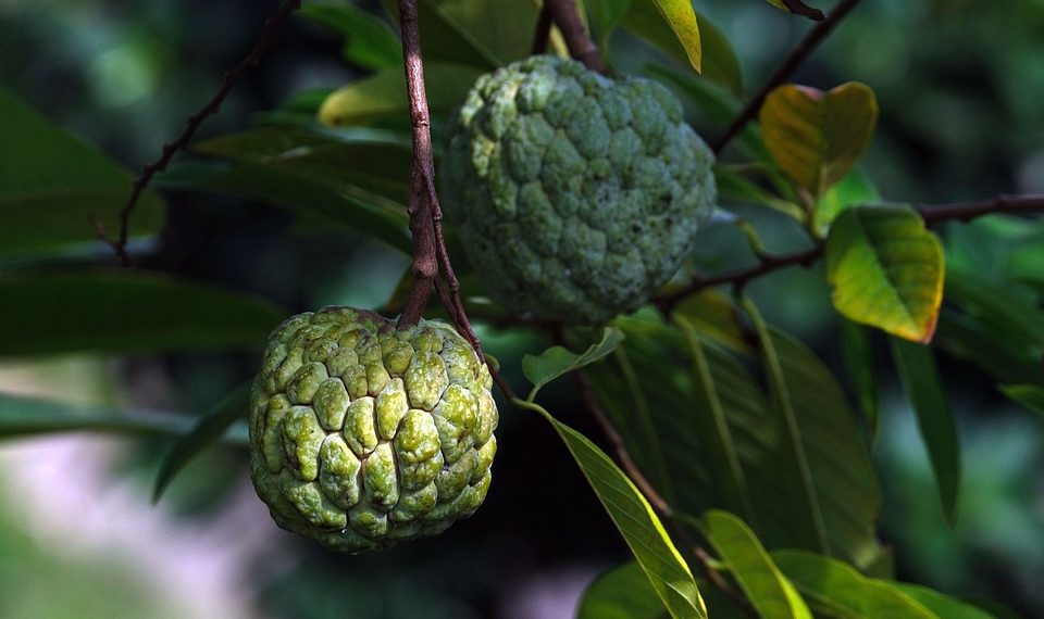 Custard apples growing on a tree branch with green leaves.