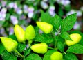 Yellow peppers growing on a plant with lush green leaves.