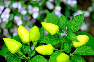 Yellow peppers growing on a plant with lush green leaves.
