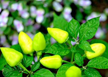 Yellow peppers growing on a plant with lush green leaves.