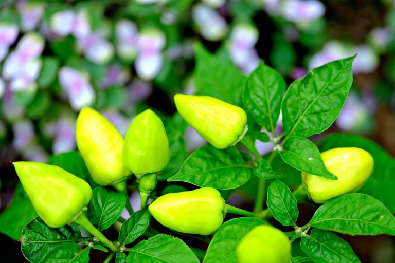 Yellow peppers growing on a plant with lush green leaves.
