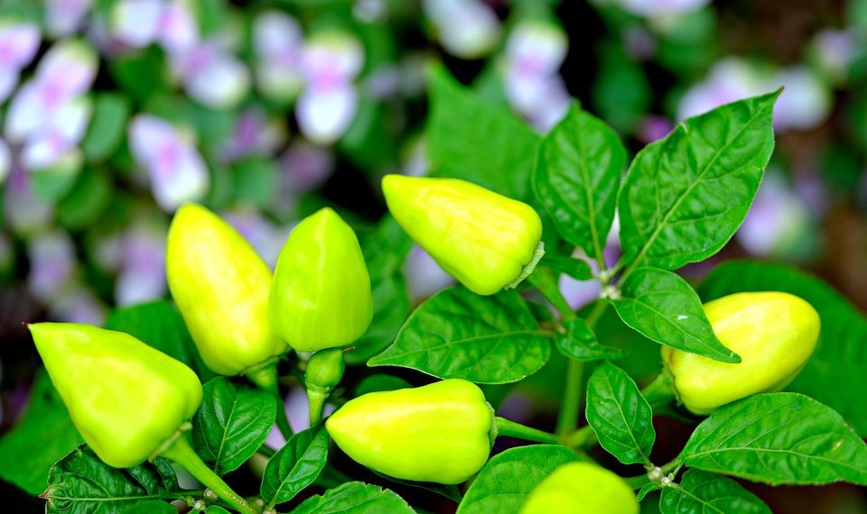 Yellow peppers growing on a plant with lush green leaves.