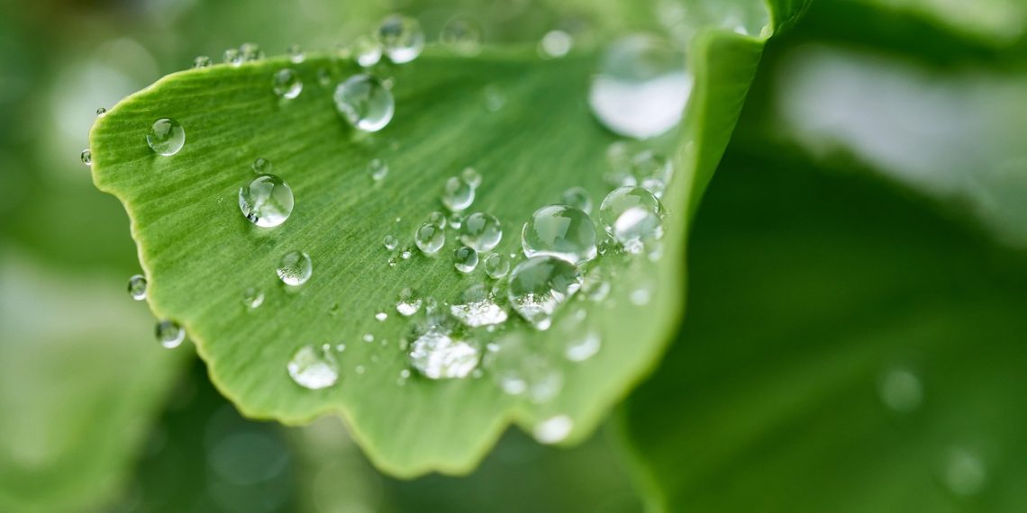 Dew droplets on a green ginkgo leaf.