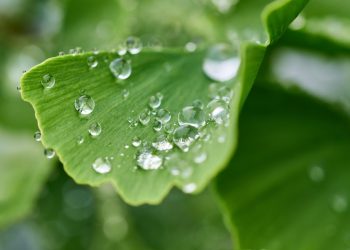 Dew droplets on a green ginkgo leaf.