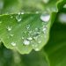 Dew droplets on a green ginkgo leaf.