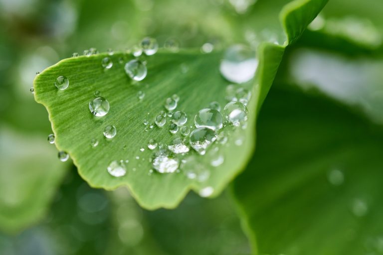 Dew droplets on a green ginkgo leaf.