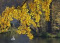 Golden ginkgo leaves overhanging a serene lake with a white swan swimming.