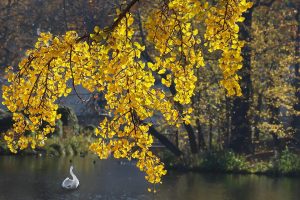Golden ginkgo leaves overhanging a serene lake with a white swan swimming.