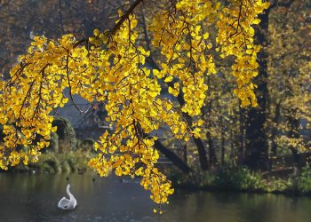 Golden ginkgo leaves overhanging a serene lake with a white swan swimming.