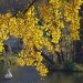 Golden ginkgo leaves overhanging a serene lake with a white swan swimming.