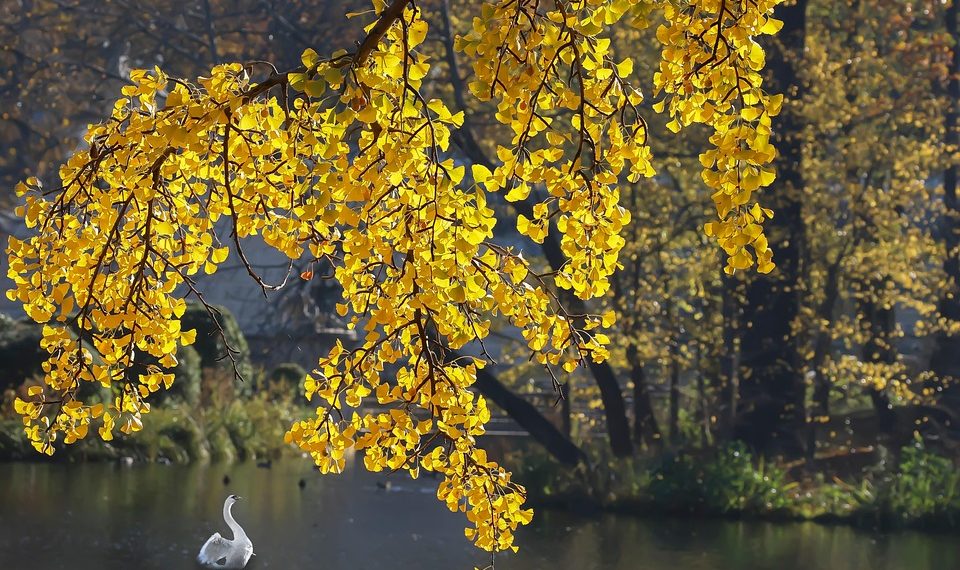 Golden ginkgo leaves overhanging a serene lake with a white swan swimming.