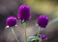 Purple globe amaranth flowers in sunlight.