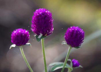 Purple globe amaranth flowers in sunlight.