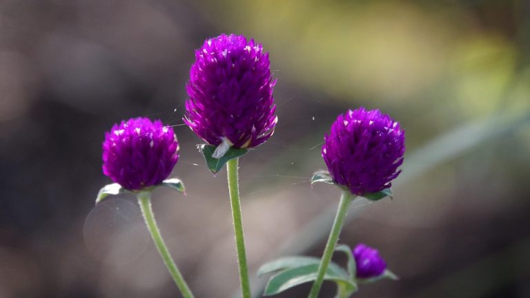 Purple globe amaranth flowers in sunlight.