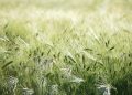 Lush green barley field swaying in the wind.