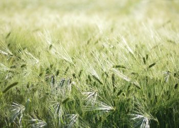 Lush green barley field swaying in the wind.