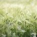 Lush green barley field swaying in the wind.