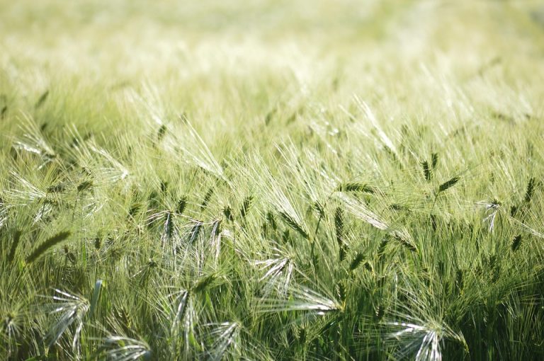 Lush green barley field swaying in the wind.