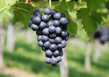 Cluster of ripe grapes hanging from a vine.