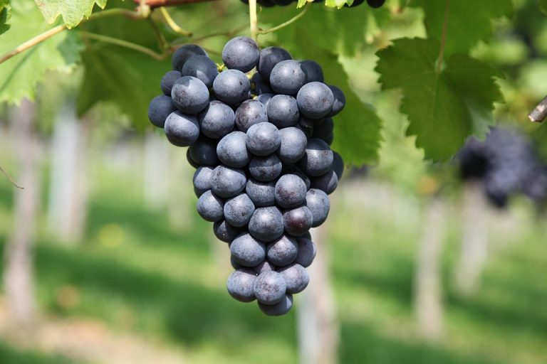 Cluster of ripe grapes hanging from a vine.