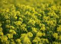 Yellow flowers blooming in a field.