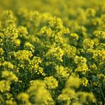 Yellow flowers blooming in a field.