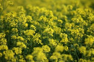 Yellow flowers blooming in a field.