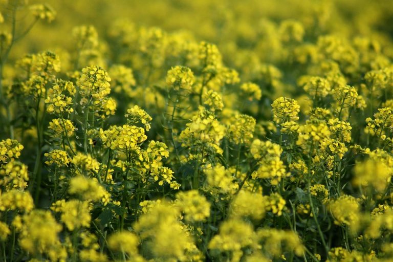 Yellow flowers blooming in a field.