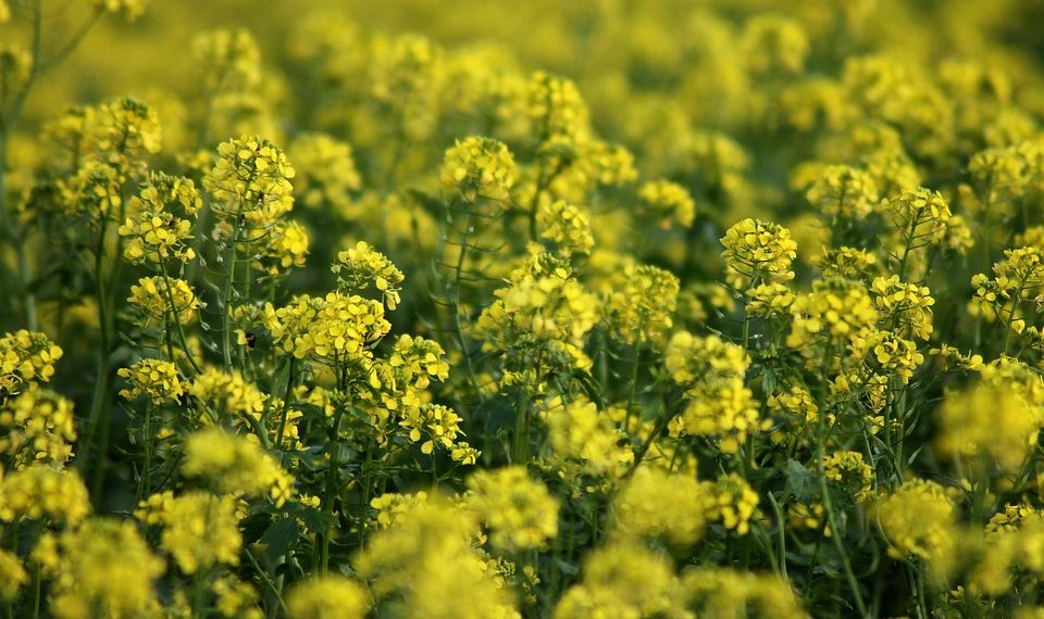 Yellow flowers blooming in a field.