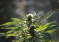 Cannabis plant with lush green leaves and flower buds in sunlight.