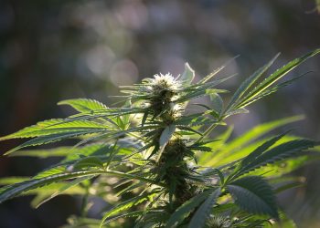 Cannabis plant with lush green leaves and flower buds in sunlight.