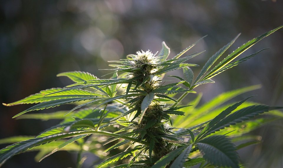 Cannabis plant with lush green leaves and flower buds in sunlight.