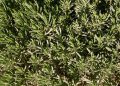Dense lavender bush with green foliage.