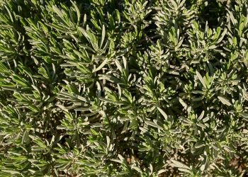 Dense lavender bush with green foliage.