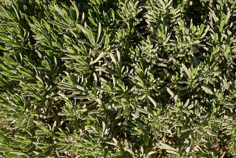 Dense lavender bush with green foliage.