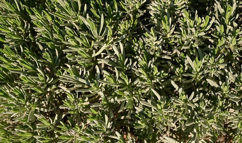 Dense lavender bush with green foliage.