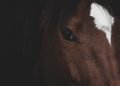 Close-up of a brown horse with a white blaze marking.