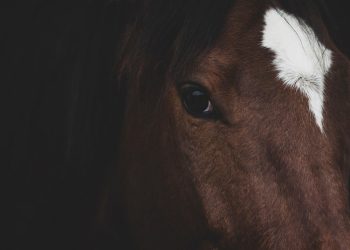 Close-up of a brown horse with a white blaze marking.
