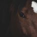 Close-up of a brown horse with a white blaze marking.