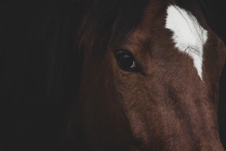 Close-up of a brown horse with a white blaze marking.