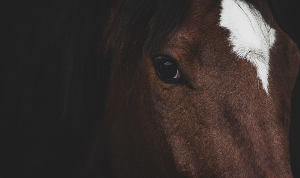 Close-up of a brown horse with a white blaze marking.