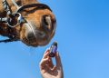 Horse sniffing a small bottle of essential oil against a clear sky.