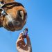 Horse sniffing a small bottle of essential oil against a clear sky.