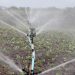 Sprinkler system irrigates green farm crops efficiently.
