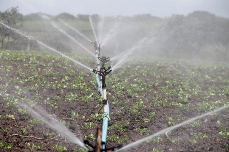 Sprinkler system irrigates green farm crops efficiently.