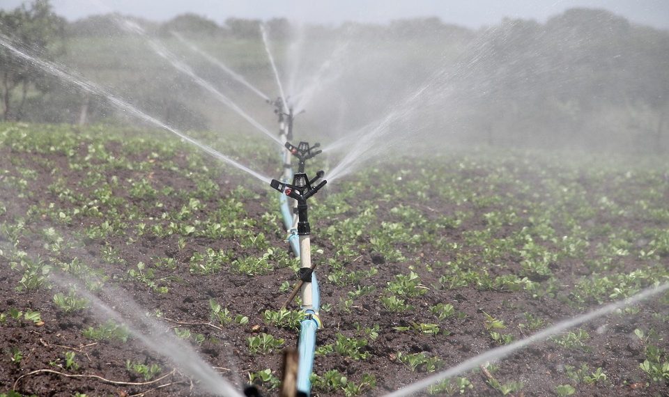 Sprinkler system irrigates green farm crops efficiently.
